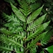 Pteris altissima - Photo (c) Marcos Silveira, all rights reserved, uploaded by Marcos Silveira