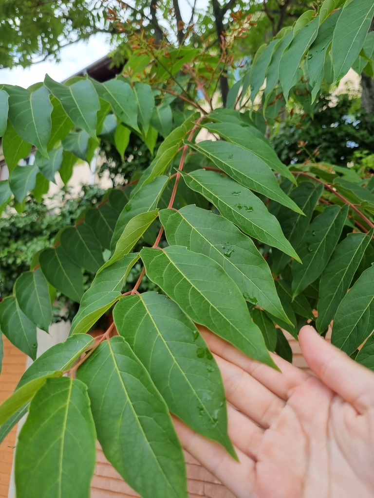 가죽나무 from c/ Monte Monjardín (c/ Media Luna), 31004... by Javier Arellano Sandua · iNaturalist 가죽나무 (Ailanthus altissima)