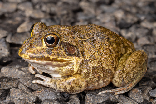 How to identify Ranoidea novaehollandiae (Steindachner, 1867)