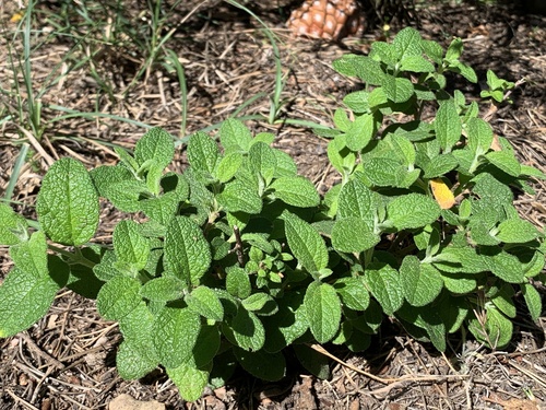 Sage-leaved Rock-rose