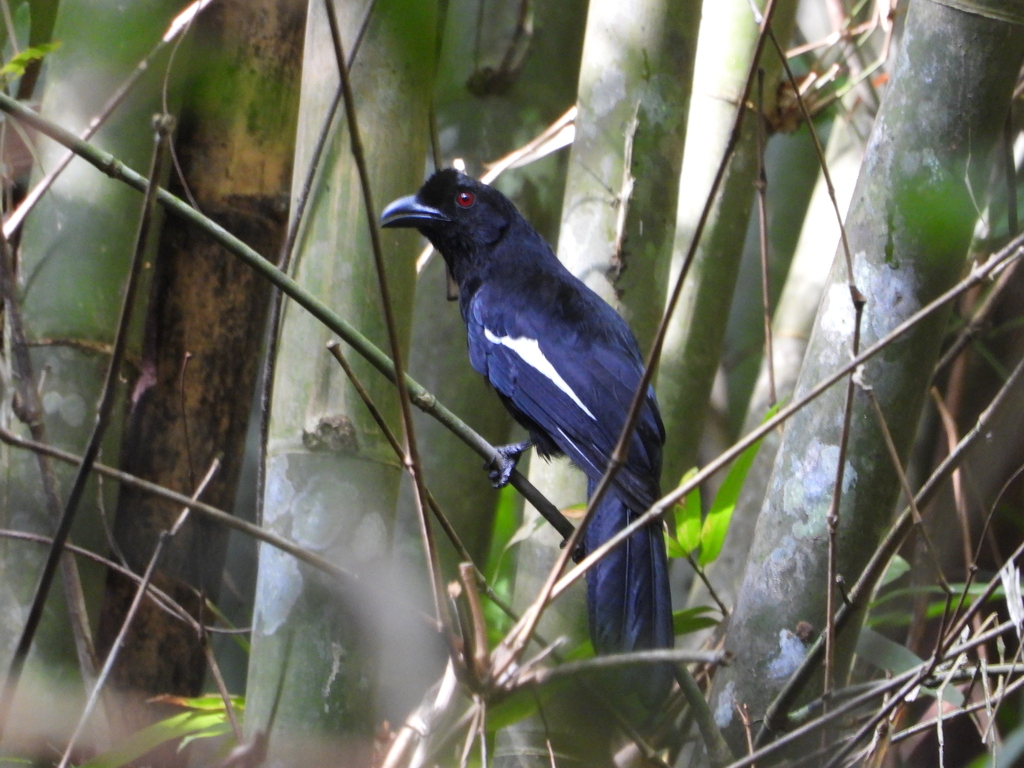 Malayan Black Magpie (Platysmurus leucopterus) photo
