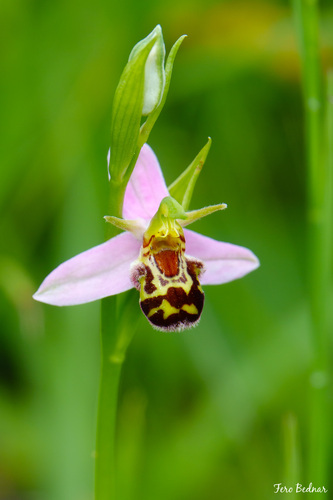 Ophrys apifera