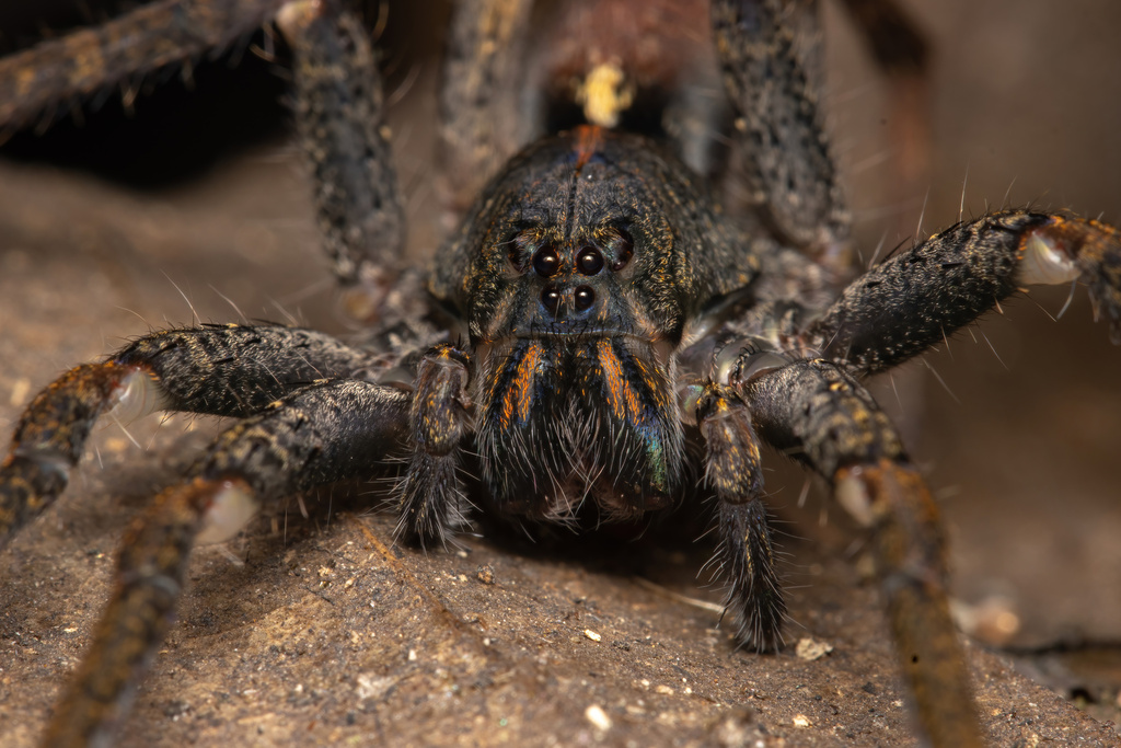 Wandering Spiders from Djibloho, Guinea Ecuatorial on January 12, 2023 ...