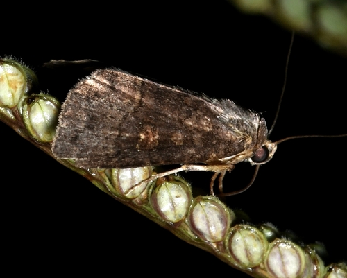 Neomilichia caternaultii
