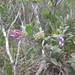 Brunfelsia brasiliensis - Photo (c) Sean A. Higgins, all rights reserved, uploaded by Sean A. Higgins