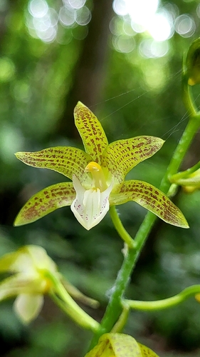 Chrysoglossum