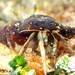 Saint Piran's Hermit Crab - Photo (c) Clara Herranz, all rights reserved, uploaded by Clara Herranz