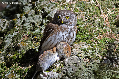 Glaucidium passerinum