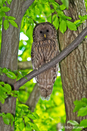 Strix uralensis