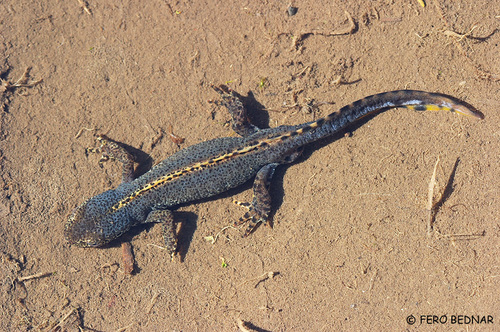 Mesotriton alpestris