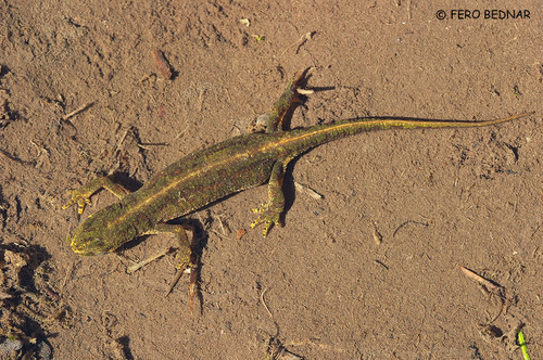 Lissotriton montandoni