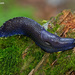 Carpathian Blue Slug - Photo (c) Fero Bednar, all rights reserved, uploaded by Fero Bednar