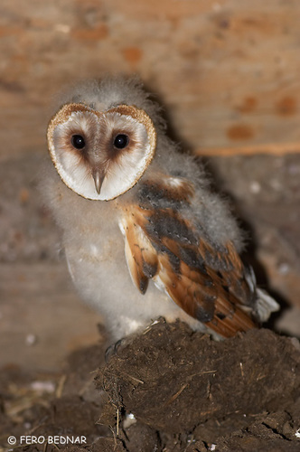 Tyto alba