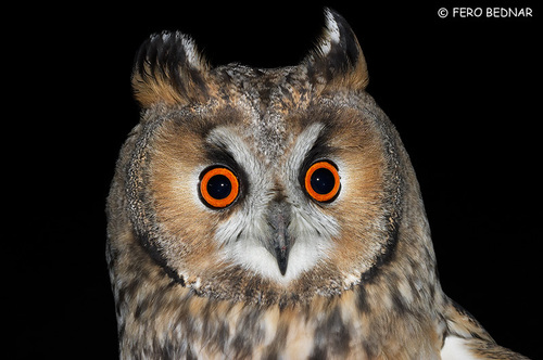 Asio otus