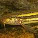 Misgurnus fossilis - Photo (c) Fero Bednar, כל הזכויות שמורות, הועלה על ידי Fero Bednar