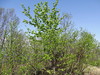 Mongolian Poplar - Photo (c) snv2, all rights reserved, uploaded by snv2