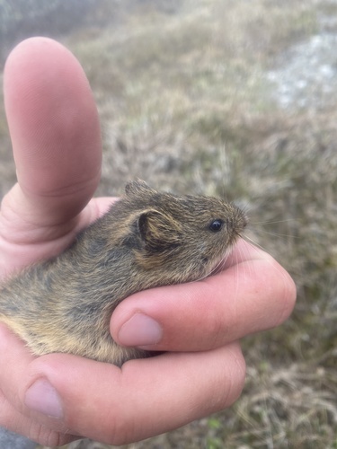 Singing Vole