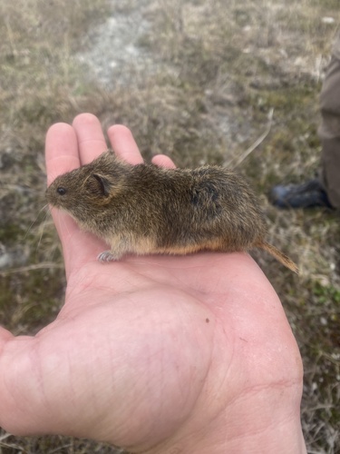 Singing Vole (Microtus miurus) — Least Concern Mammalia