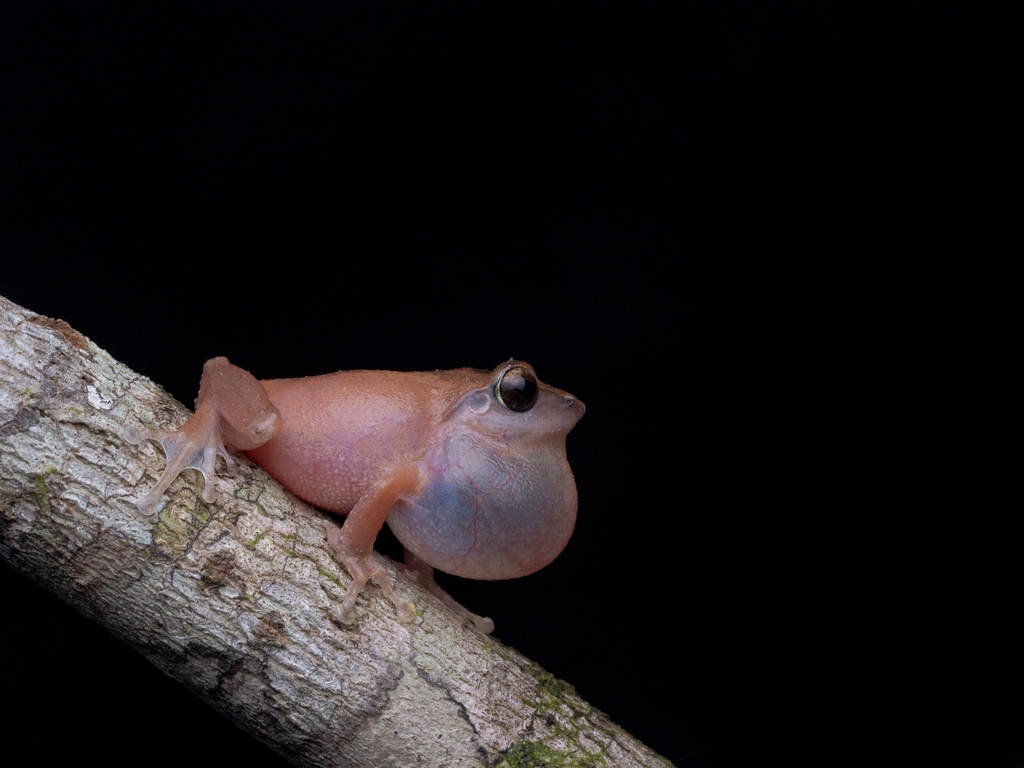 Waynad bush frog