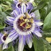 Passiflora × colvillii - Photo (c) Alper Ozkan, όλα τα δικαιώματα διατηρούνται, uploaded by Alper Ozkan