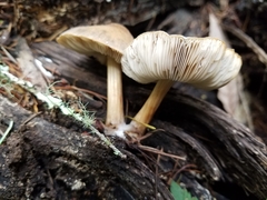 Pluteus roseipes image