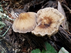 Pluteus roseipes image