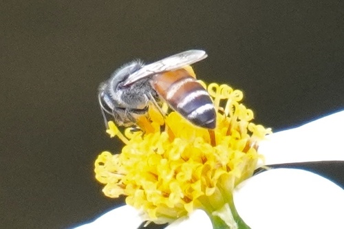 Red Dwarf Honey Bee