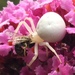 Milky Flower Spider - Photo (c) mustarrd, all rights reserved