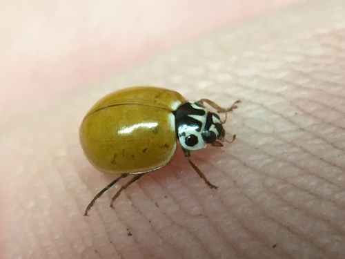 Western Polished Lady Beetle