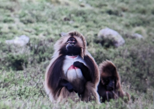 Northern Gelada
