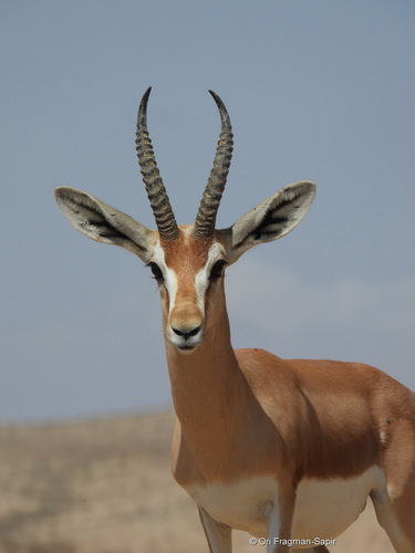 Dorcas Gazelle