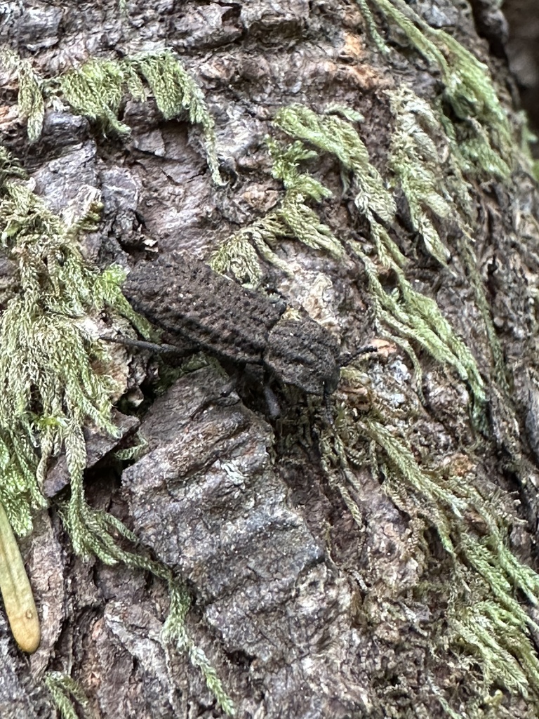Phellopsis Phellopsis porcata from Second Beach Trail, Forks, WA, US on June 19 ...
