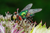 Common European Greenbottle Fly - Photo (c) Jimmy Parker, all rights reserved, uploaded by Jimmy Parker