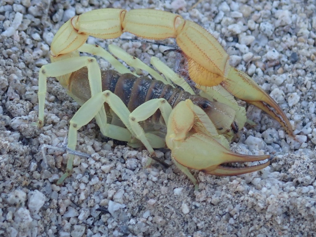 Alacrán de Baja California Sur (Hadrurus concolorous) · NaturaLista.co