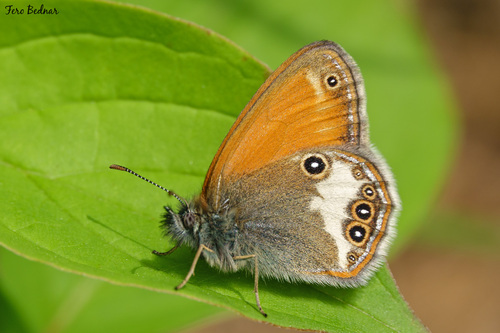 Coenonympha arcania