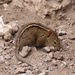 Mesic Four-striped Grass Rat - Photo (c) Miranda Dodd, all rights reserved, uploaded by Miranda Dodd