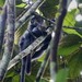 Raffles’ Banded Langur - Photo (c) lenachow, all rights reserved, uploaded by lenachow