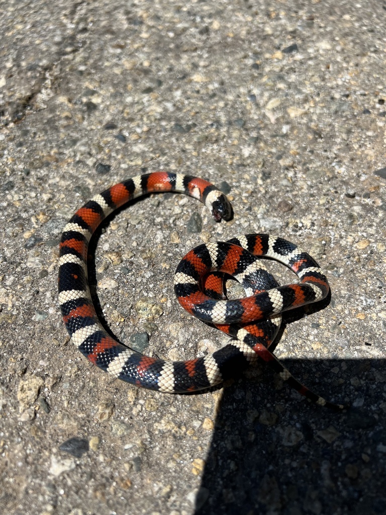 California Mountain Kingsnake In June 2023 By CeCe Concetta Hurst   Large 