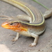 Black-lined Plated Lizard - Photo (c) michael_mulligan, all rights reserved, uploaded by michael_mulligan