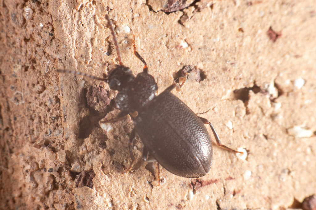 Anaedus texanus from 1000 New Carmen Ave, Brownsville, TX 78521, USA on ...