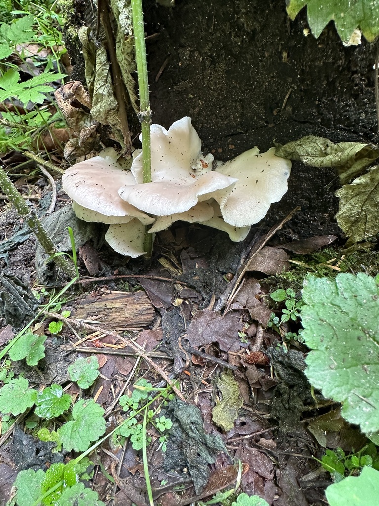 summer oyster mushroom from Vashon Island, Vashon, WA, US on June 19, 2023 at 1214 PM by