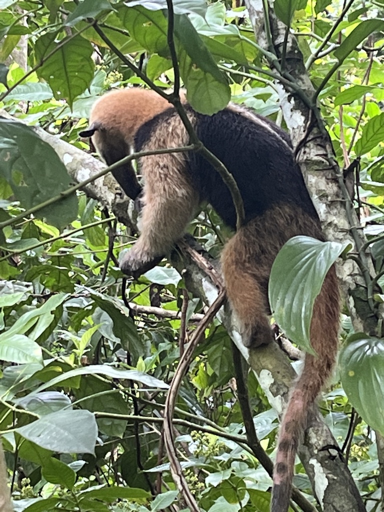 Northern Tamandua from Calle Matapalo, Golfito, Puntarenas, CR on June ...