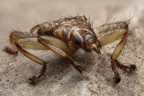 Crataerina pallida (Latreille, 1812)