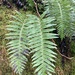 Appalachian Rockcap Fern - Photo (c) Iain Crowell, all rights reserved, uploaded by Iain Crowell