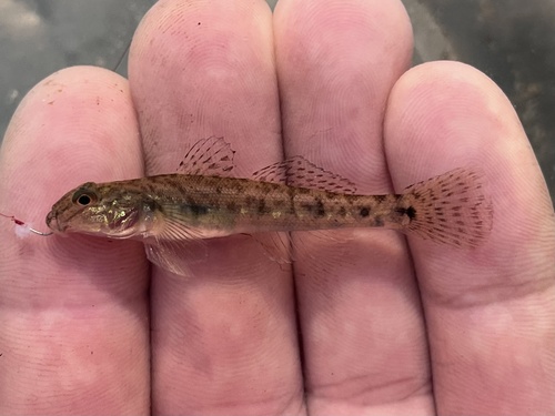 Reticulated Goby (Awaous transandeanus)