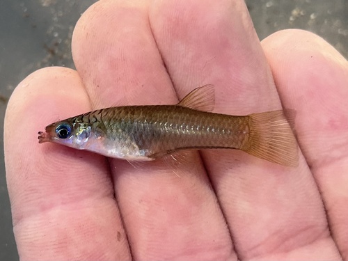 Michoacan Livebearer (Poeciliopsis scarlli)