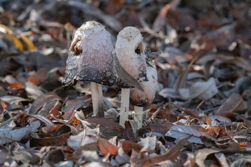 iNaturalist observation photo of Shaggy Mane