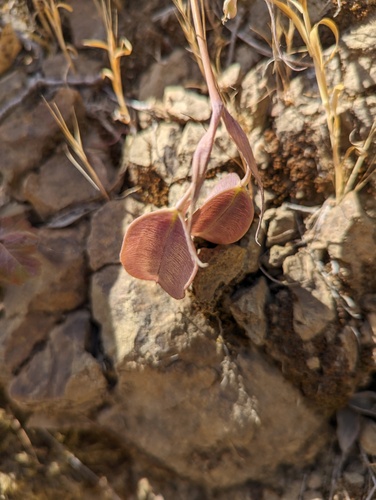 White Globe Lily winter