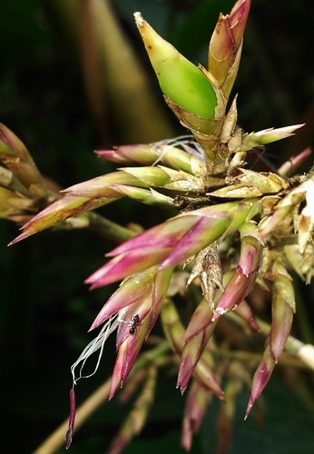 Guadua sarcocarpa