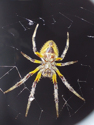 Tropical Orbweaver